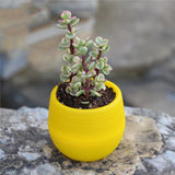 Mini Colourful Round Plastic Plant Flower Pot Garden Home Office Decor Planter Desktop Flower Pots Home Office Decoration