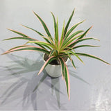 Artificial Plastic plants Chlorophytum Branch home decorative fake plants Indoor potted table decoration NO Pot